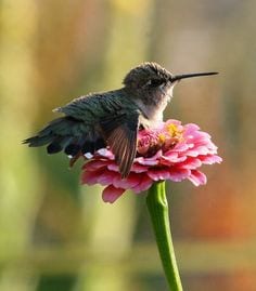 Reasons Eating Disorder Center Hummingbird