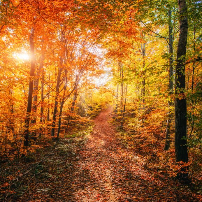 Reasons Eating Disorder Center Fall