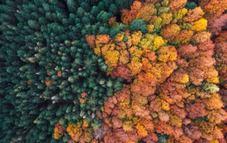 Aerial View on Autumn Trees