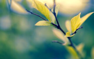 leaves on a branch reaching upward
