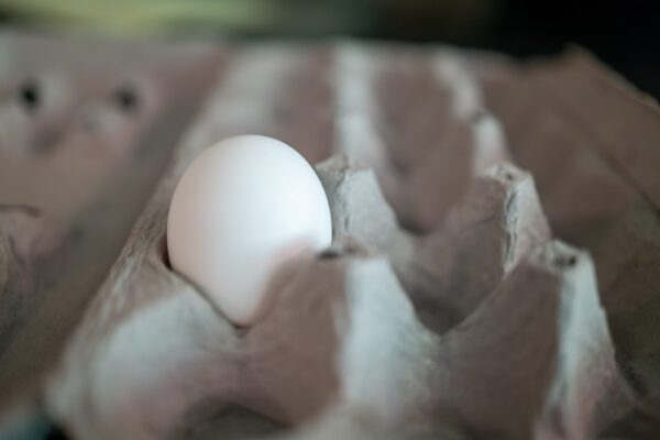 Un solo huevo en cartón