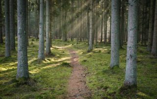 Forest with a path in fog and sun