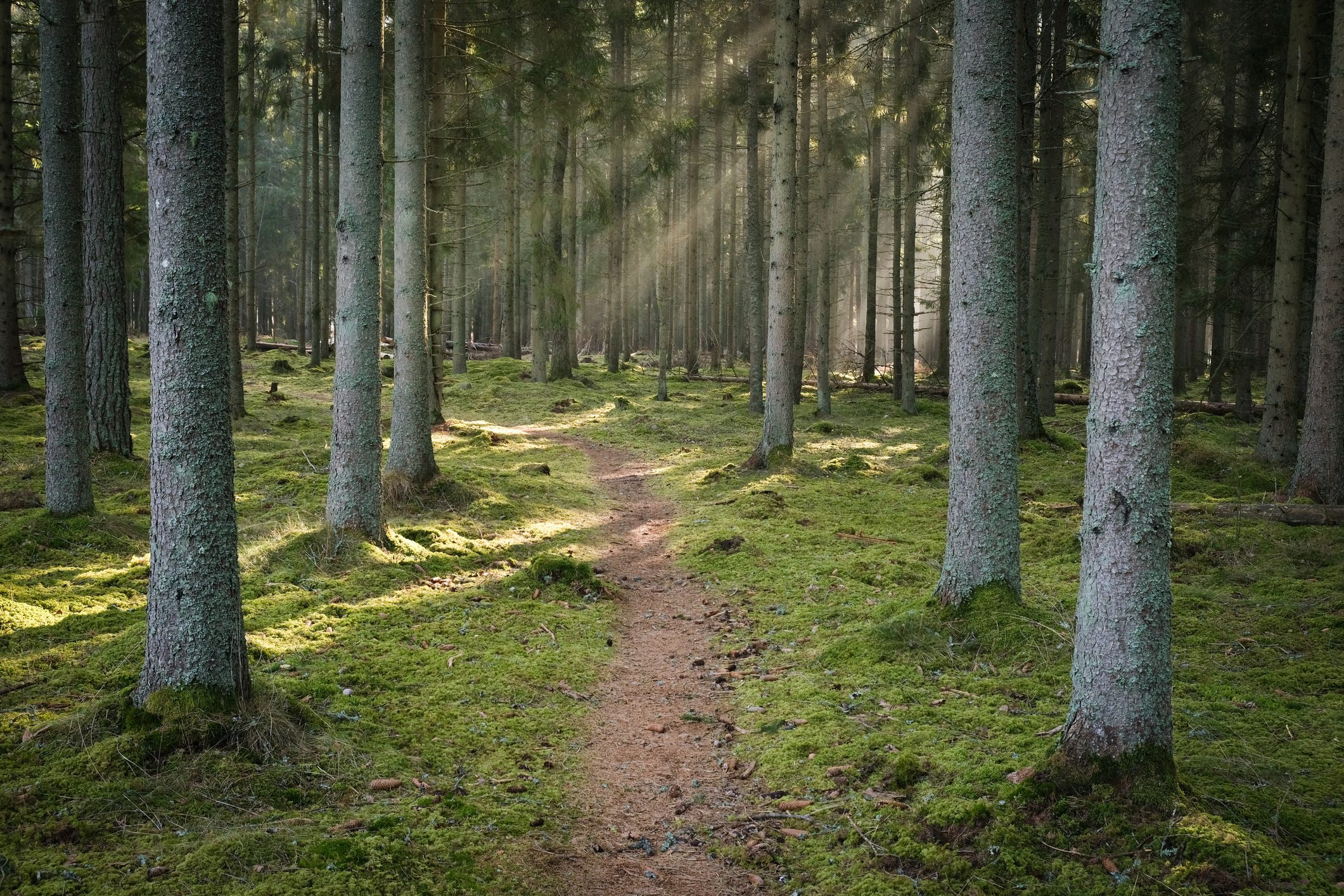 Forest with a path in fog and sun
